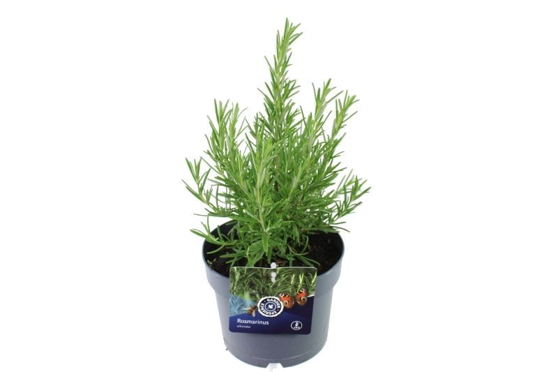 Rosmarinus officinalis, D 17