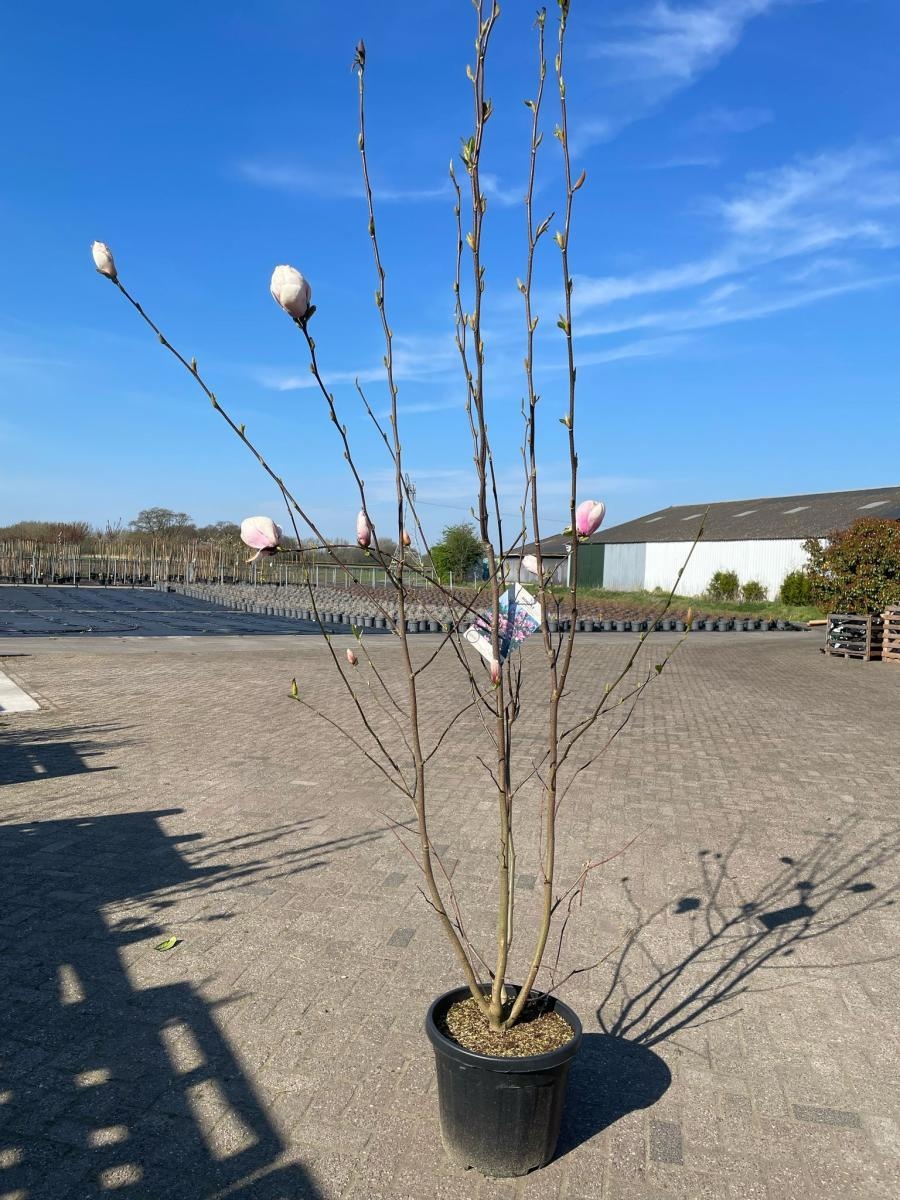 Magnolia 'Heaven Scent', D 45 cm