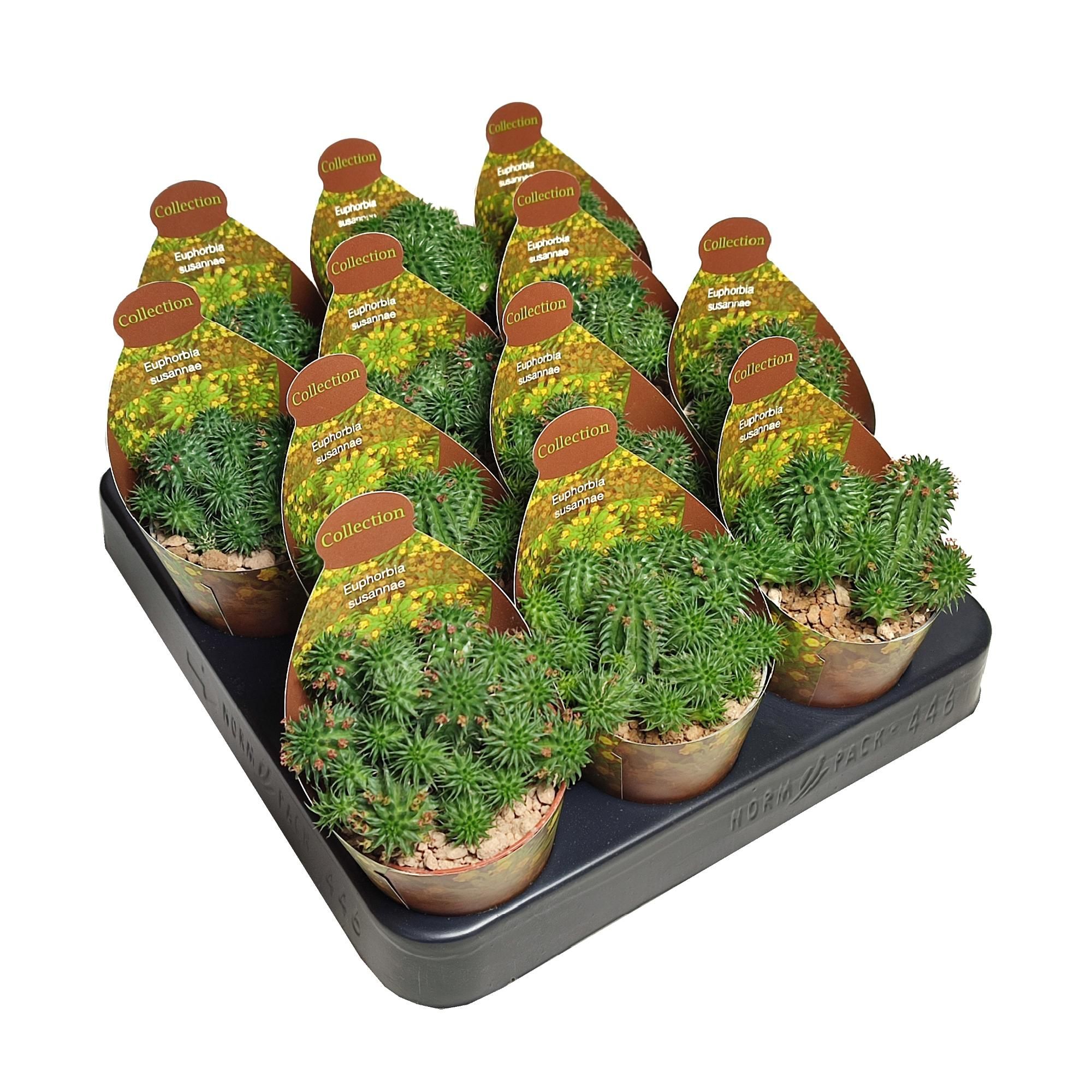 EUPHORBIA SUSANNAE POT Ø 6,5 - COLLECTION WITH POTCOVER (SUCCULENTEN), D 6,5