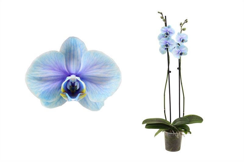 Phal I am Blue Lagoon 2T14+, D 12 cm