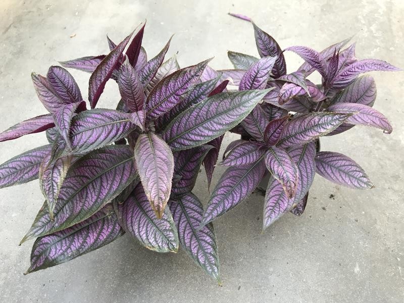 STROBILANTHES DYERIANA, D 12 cm