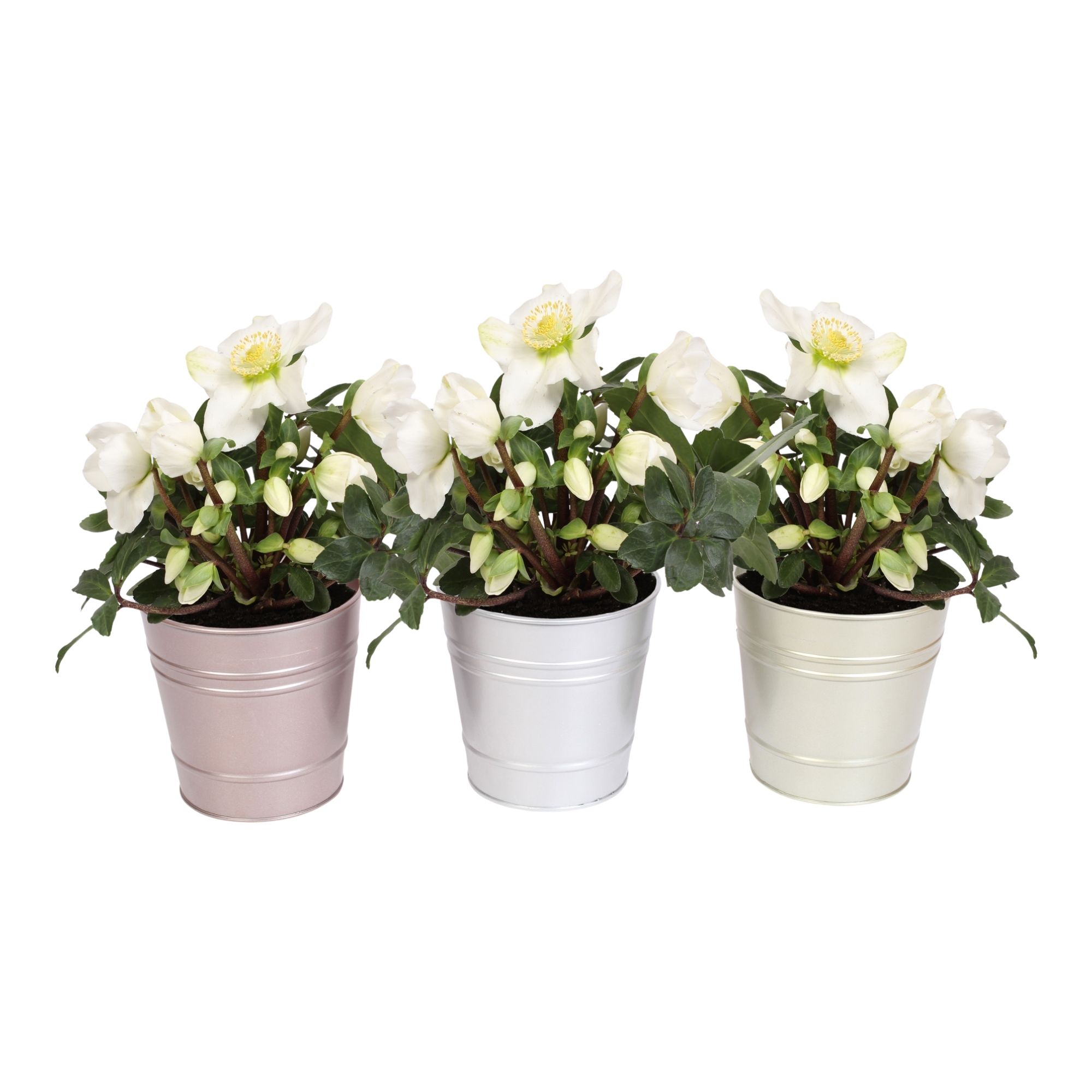 Helleborus n. Christmas Carol 9cm in luxe metallic zink 3 ass., D 9 cm