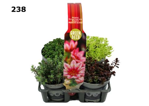 Rotsplanten 9 cm 4-PACK afname per laag, D 9