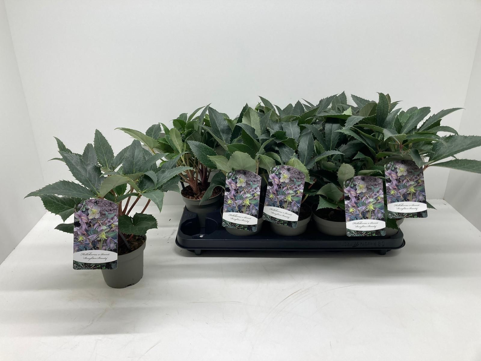 Helleborus sternii 'Boughton Beauty', D 12