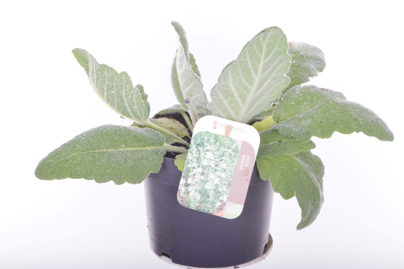 Salvia argentea, D 17 cm