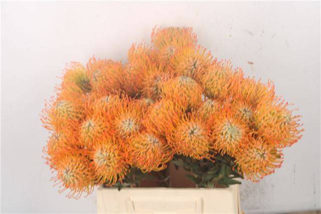 Нутанс Айоба Сан 50, шт.