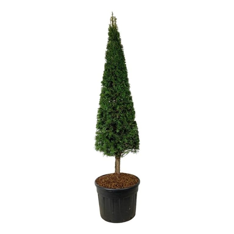 Taxus baccata, D 65