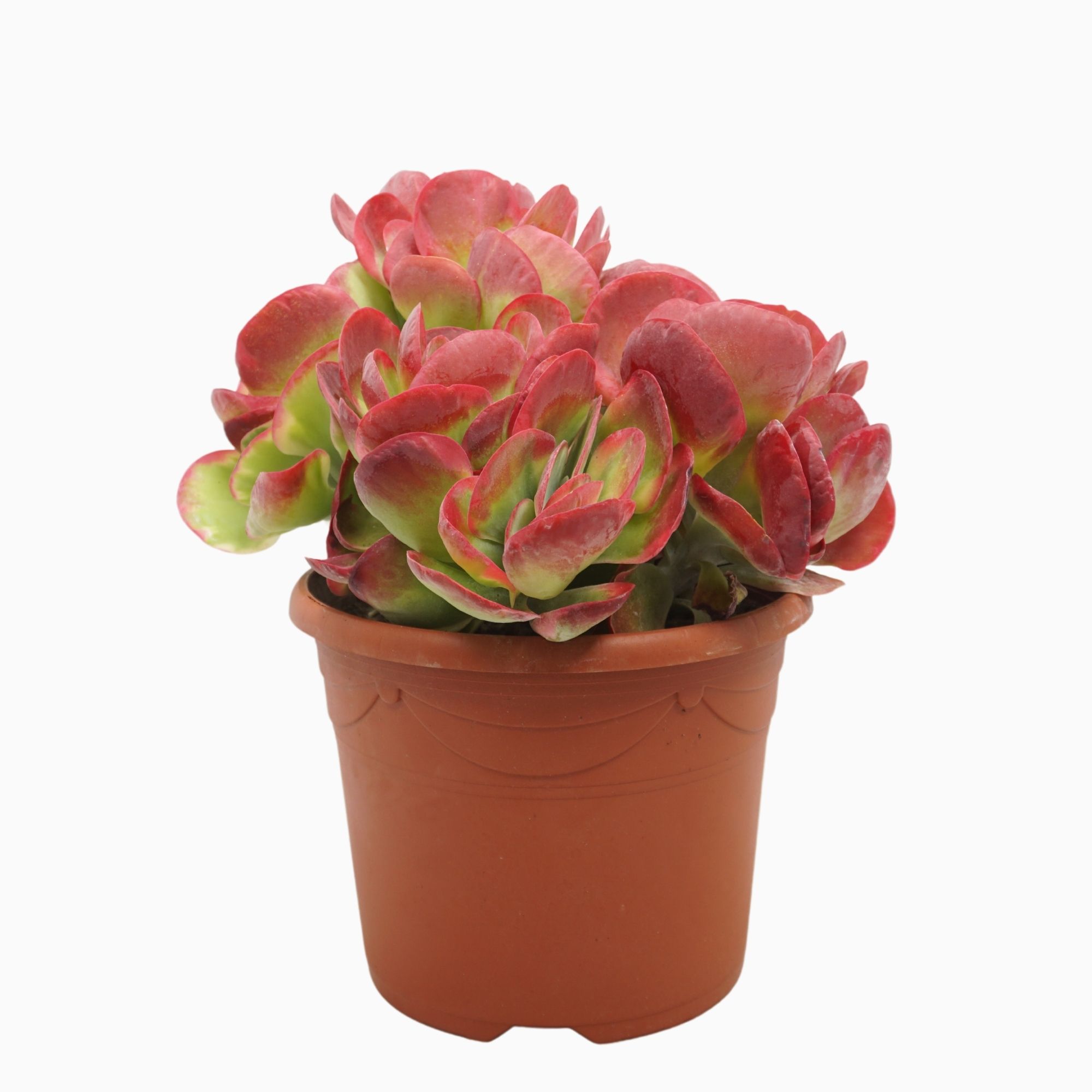 Kalanchoë thyrsiflora 'red lips' 25 cm, D 25