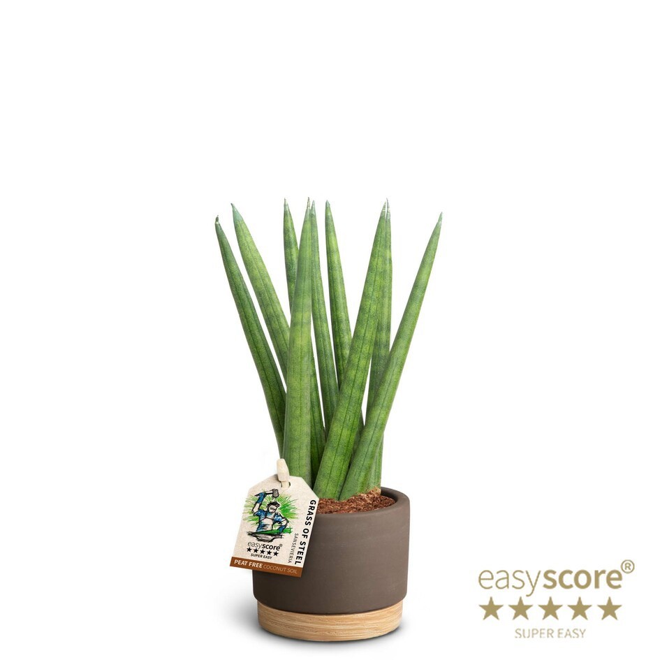 SANSEVIERIA CYLINDRICA 40631672 WB Mocca Spaghetti, D 7 cm