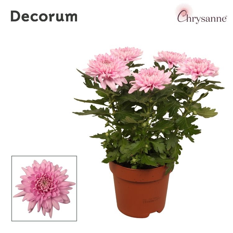 Chrysanne® Zembla Next Pink p17, D 17 cm Chrysanne® Zembla Next Pink p17, D 17 cm