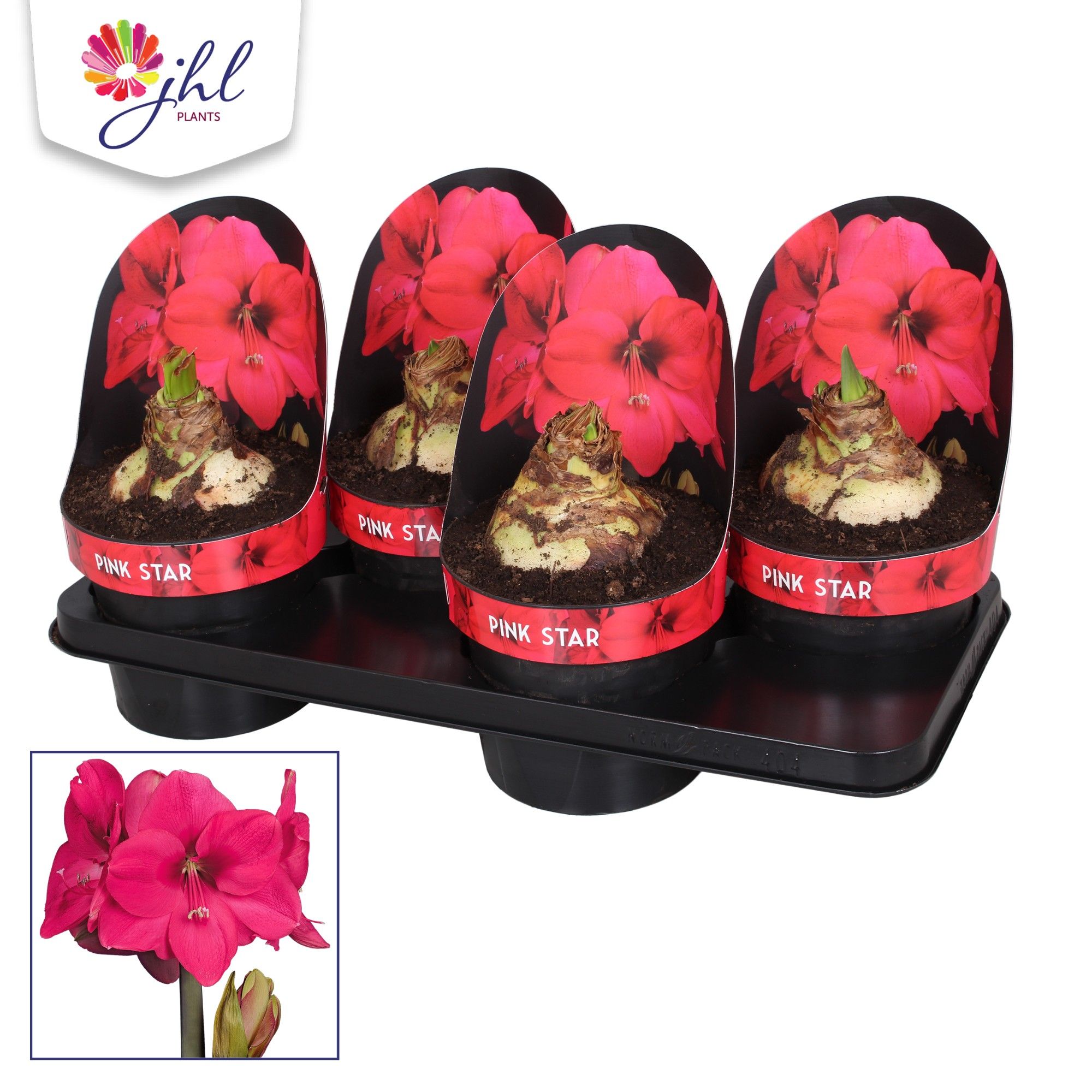Amaryllis PINK STAR, D 17 cm Amaryllis PINK STAR, D 17 cm