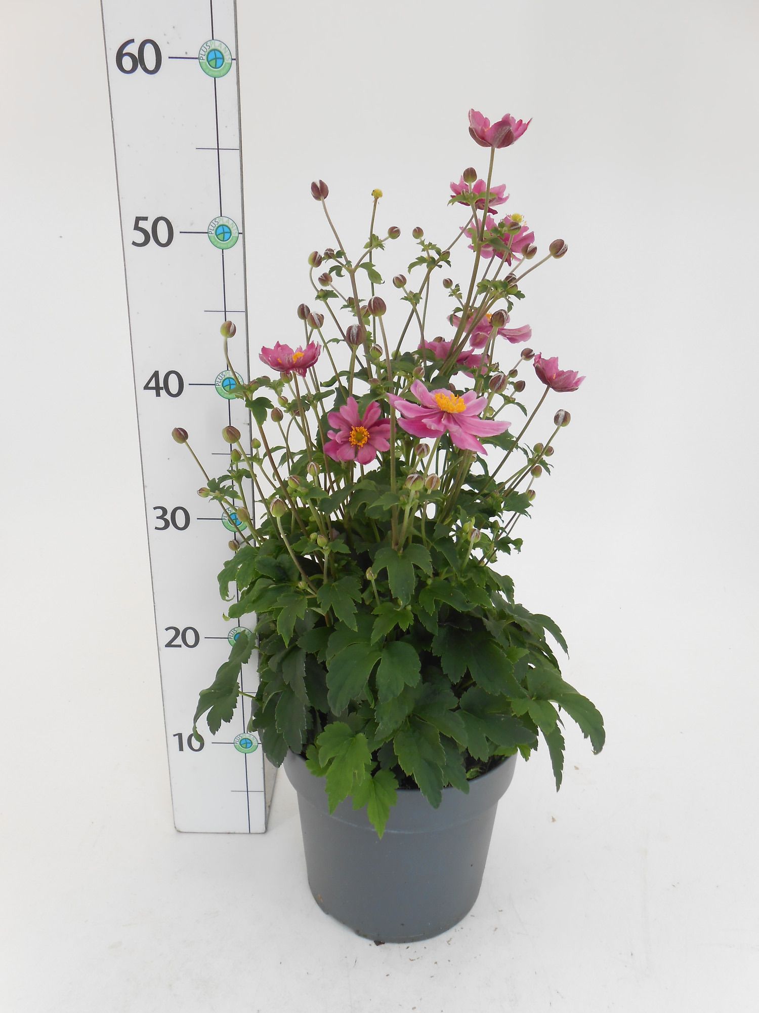 Anemone hupehensis, D 19