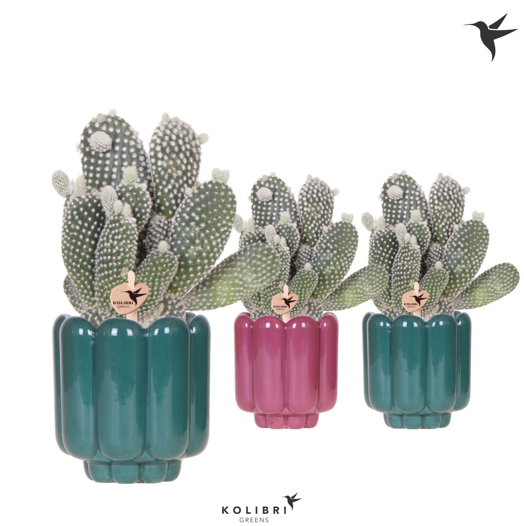 Kolibri Greens Opuntia white in Retro pot green mix, D 9 cm