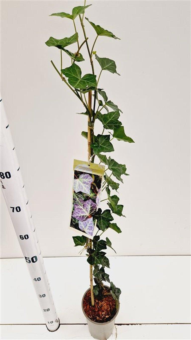 Hedera hel. ‘Woerner’ - gestokt 70 cm, D 14