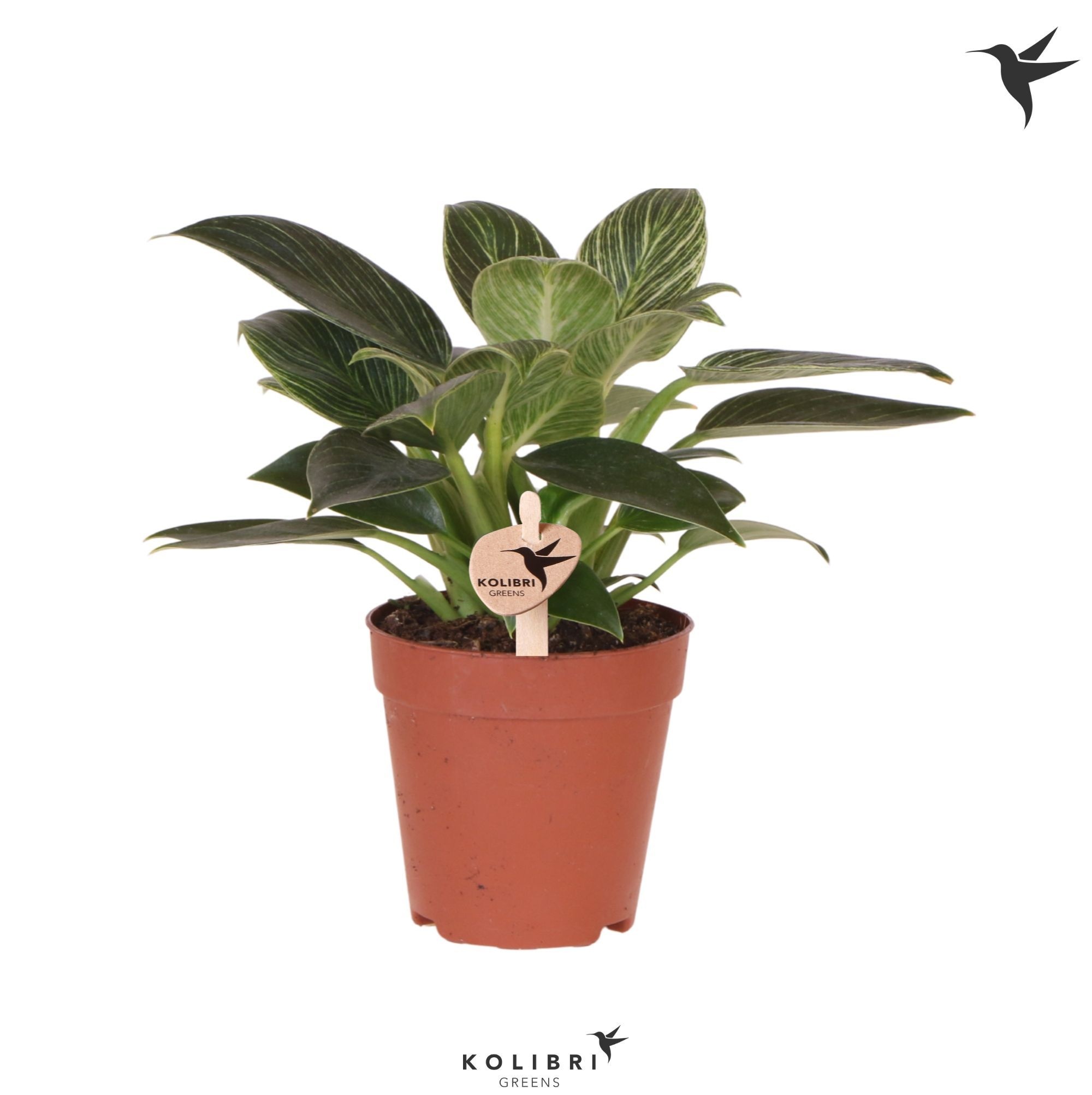 Kolibri Greens Philodendron White Measure, D 9