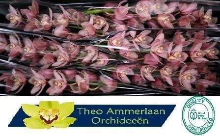 Цимбидиум Рейнелла x6 80, шт.