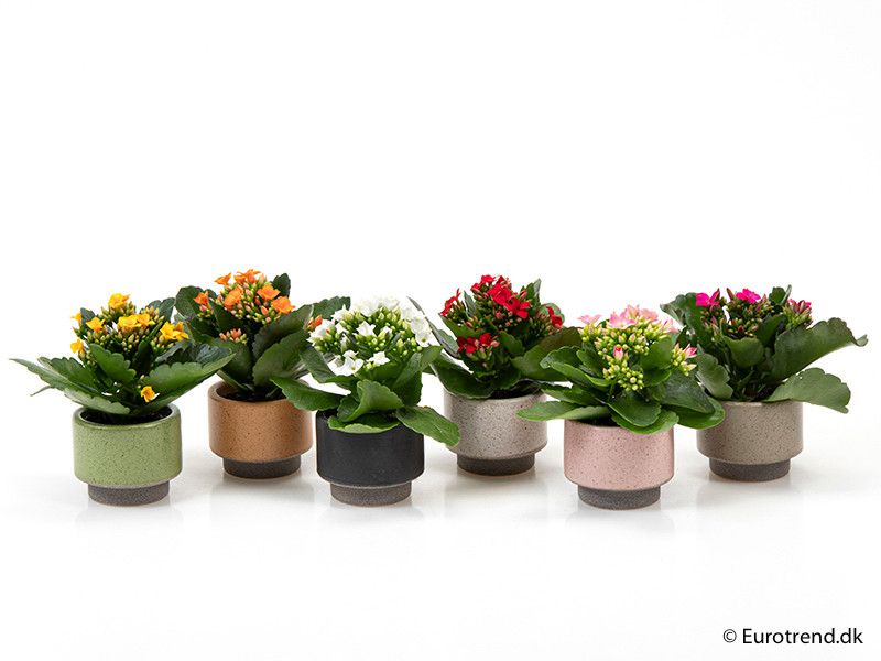 Kalanchoe in ceramic - New Look 2025, D 6
