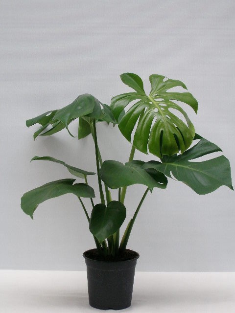MONSTERA DELICIOSA, D 21 cm