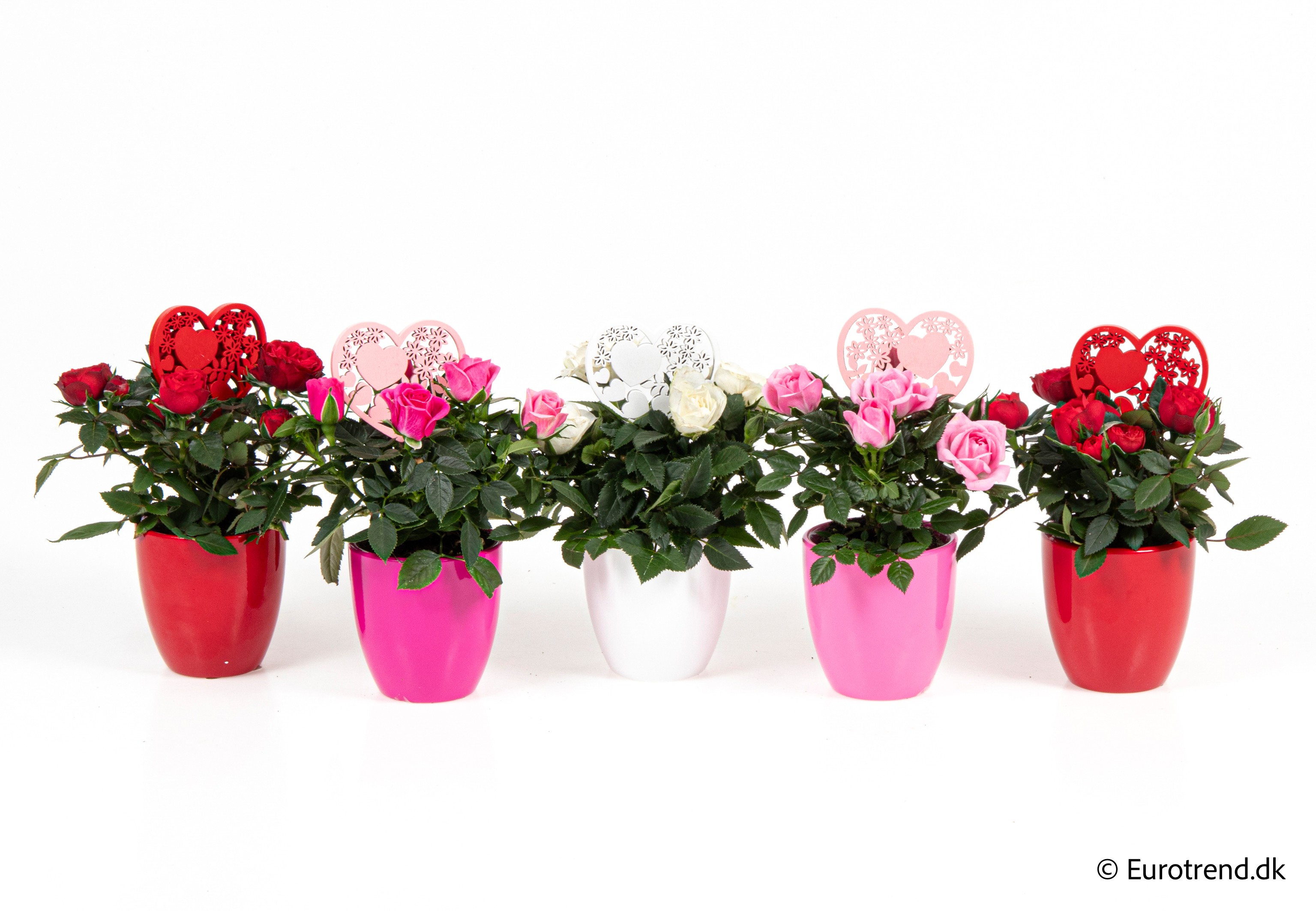 Roses in Valentine ceramic 2026, D 6