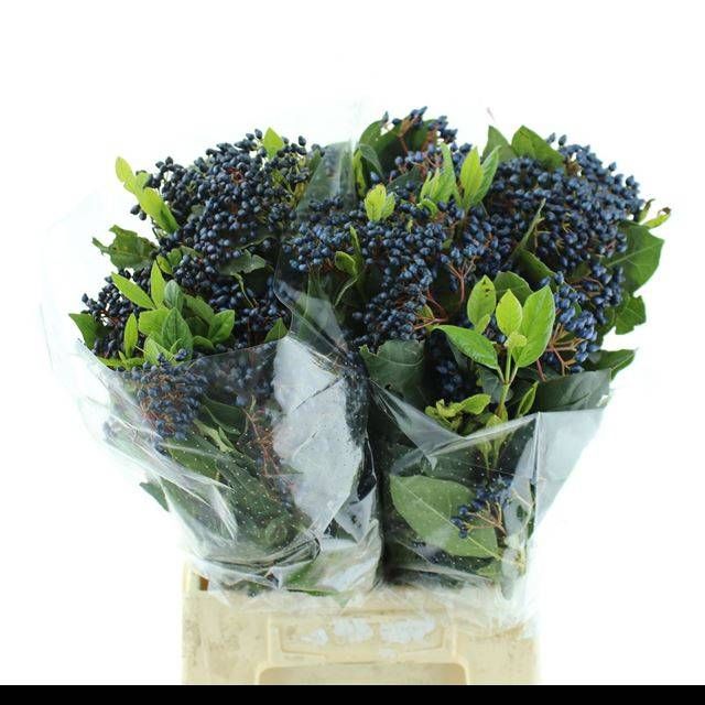 Вибурнум Овериг с ягодами за пучок 50, пуч.