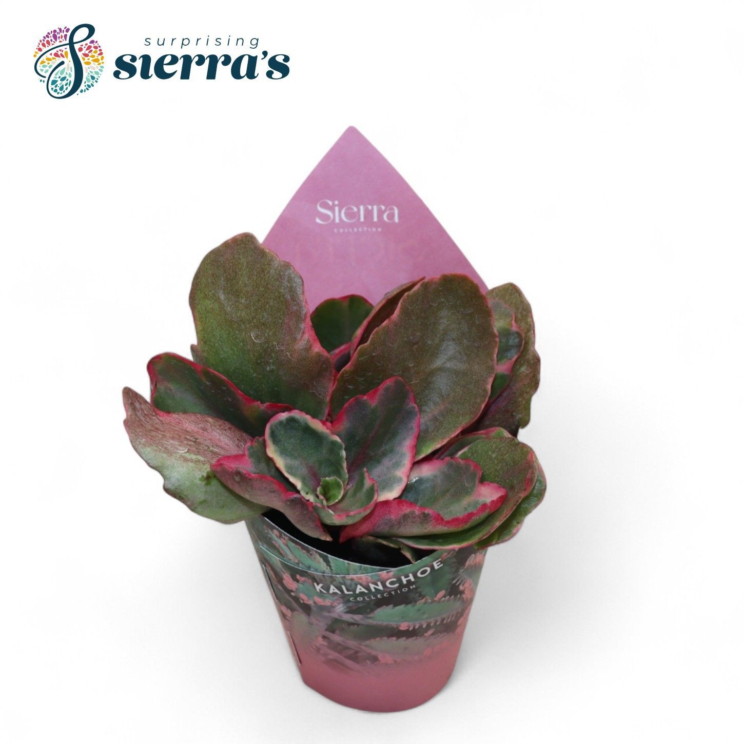 Kalanchoe Variagata Multicolor (Sierra), D 8,5