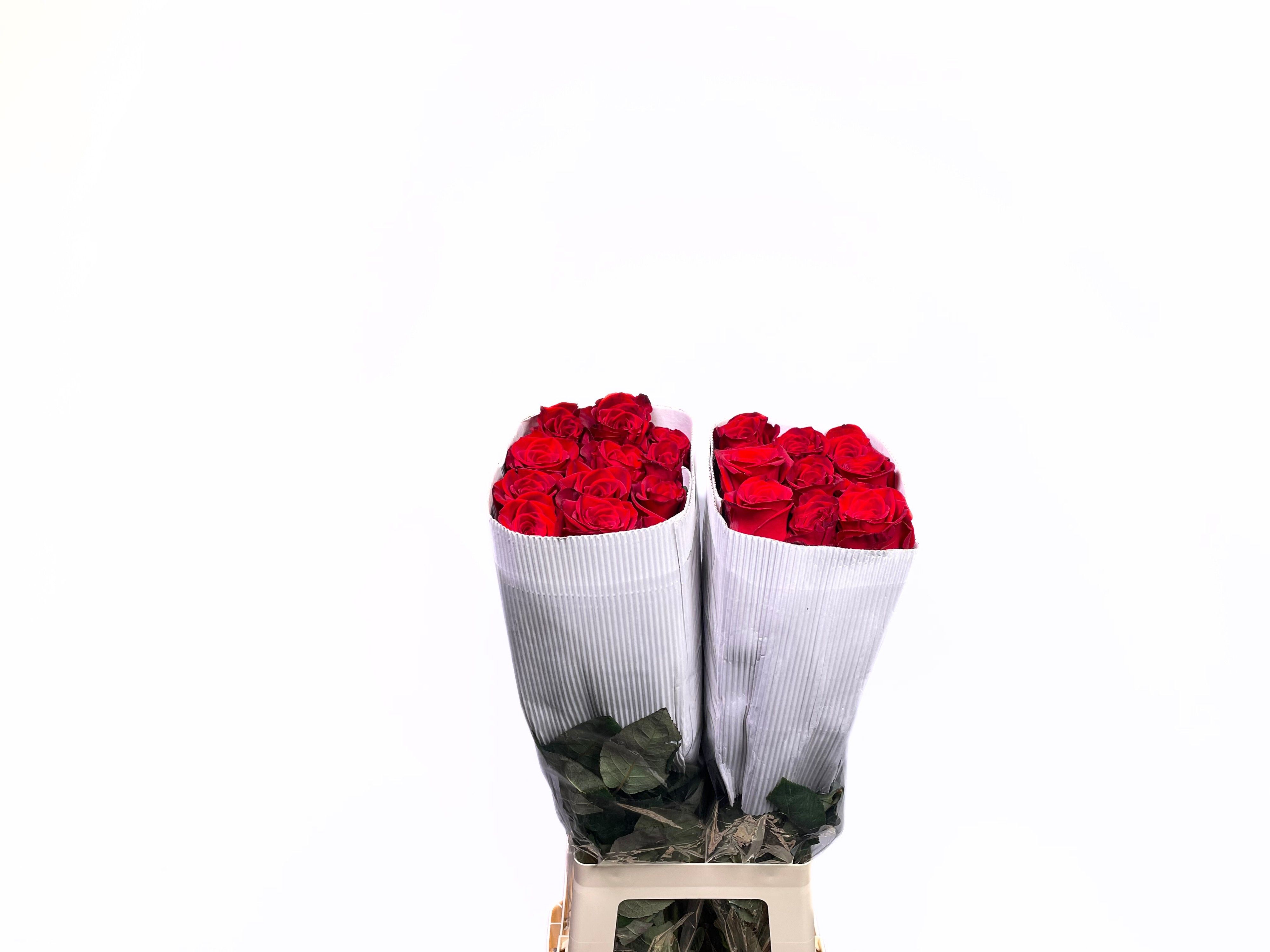 Роза од. Фридом 70, шт.