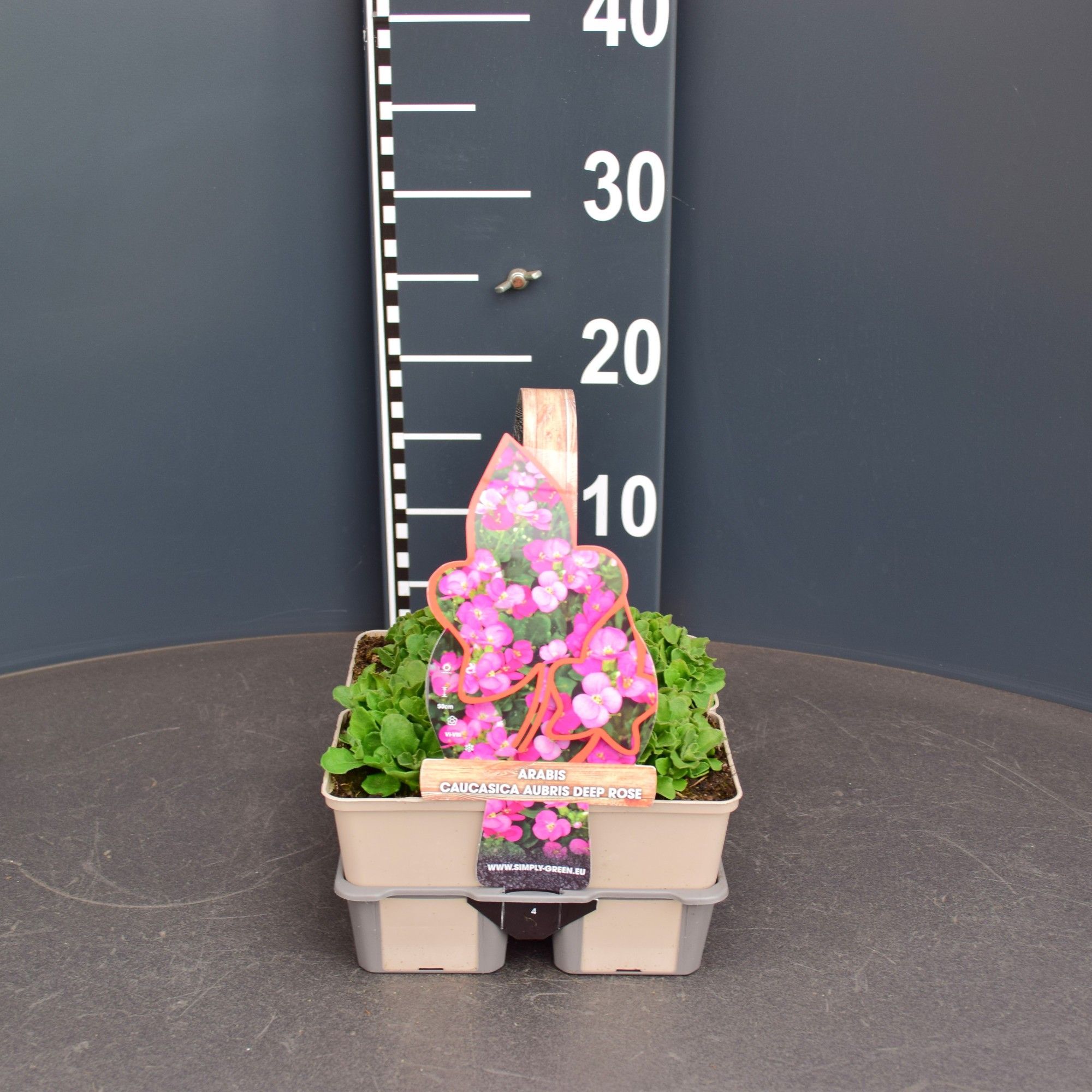 Arabis caucasica aubris deep rose (4-pack), D 9