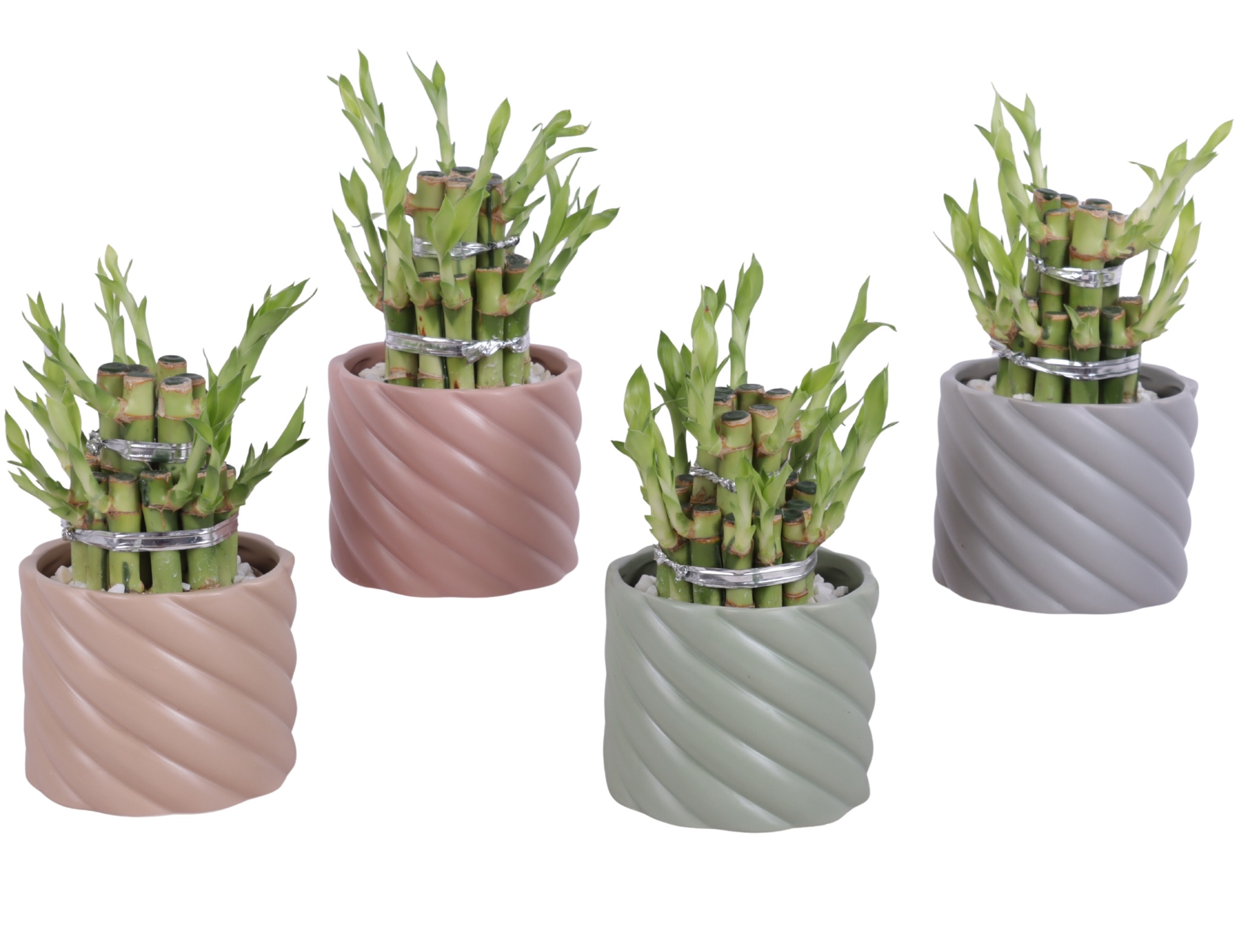 Lucky Bamboo Shape Round 2B Ø11cm Ceramic SE661, D 11
