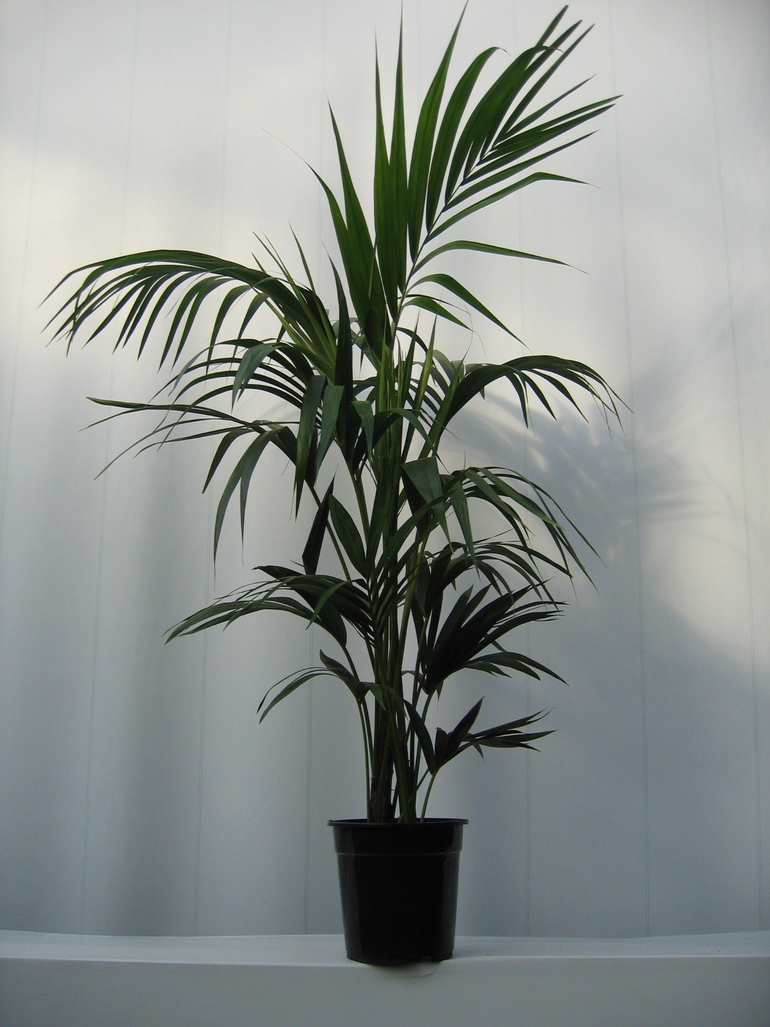 howea BUDGET LIJN, D 24 cm