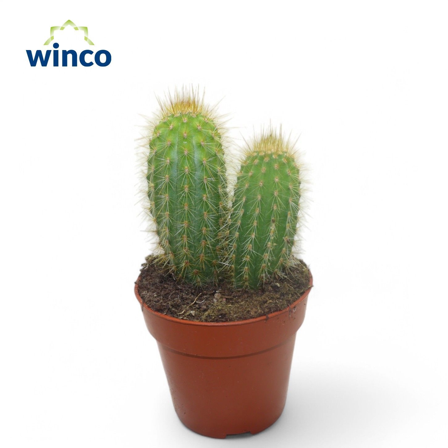 Pilosocereus Chrysotele, D 8,5