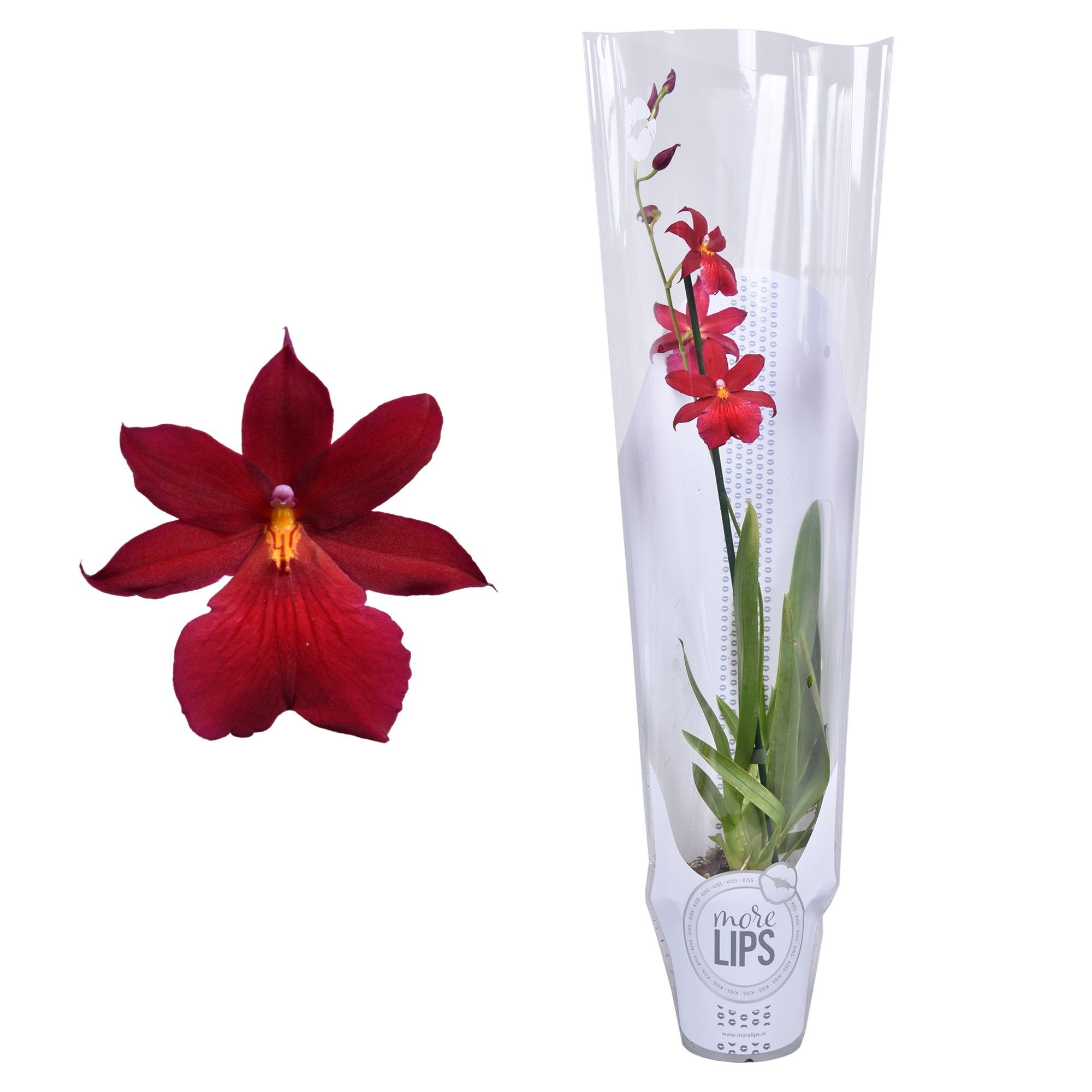 MoreLIPS® Cambria 'Nelly Isler' 1 tak met witte showhoes, D 12