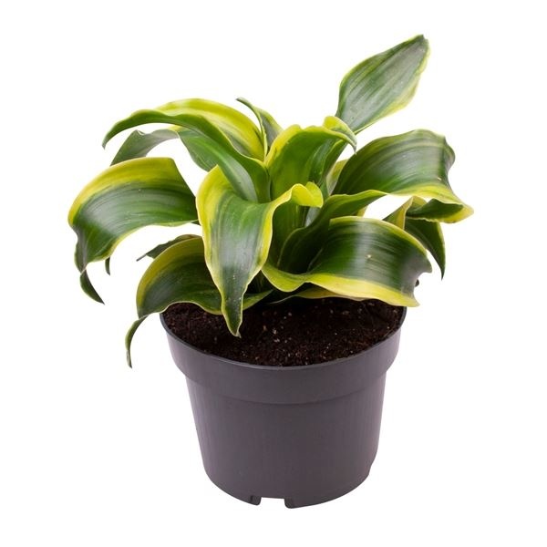 Dracaena Dragontree� Tornado, D 12 cm