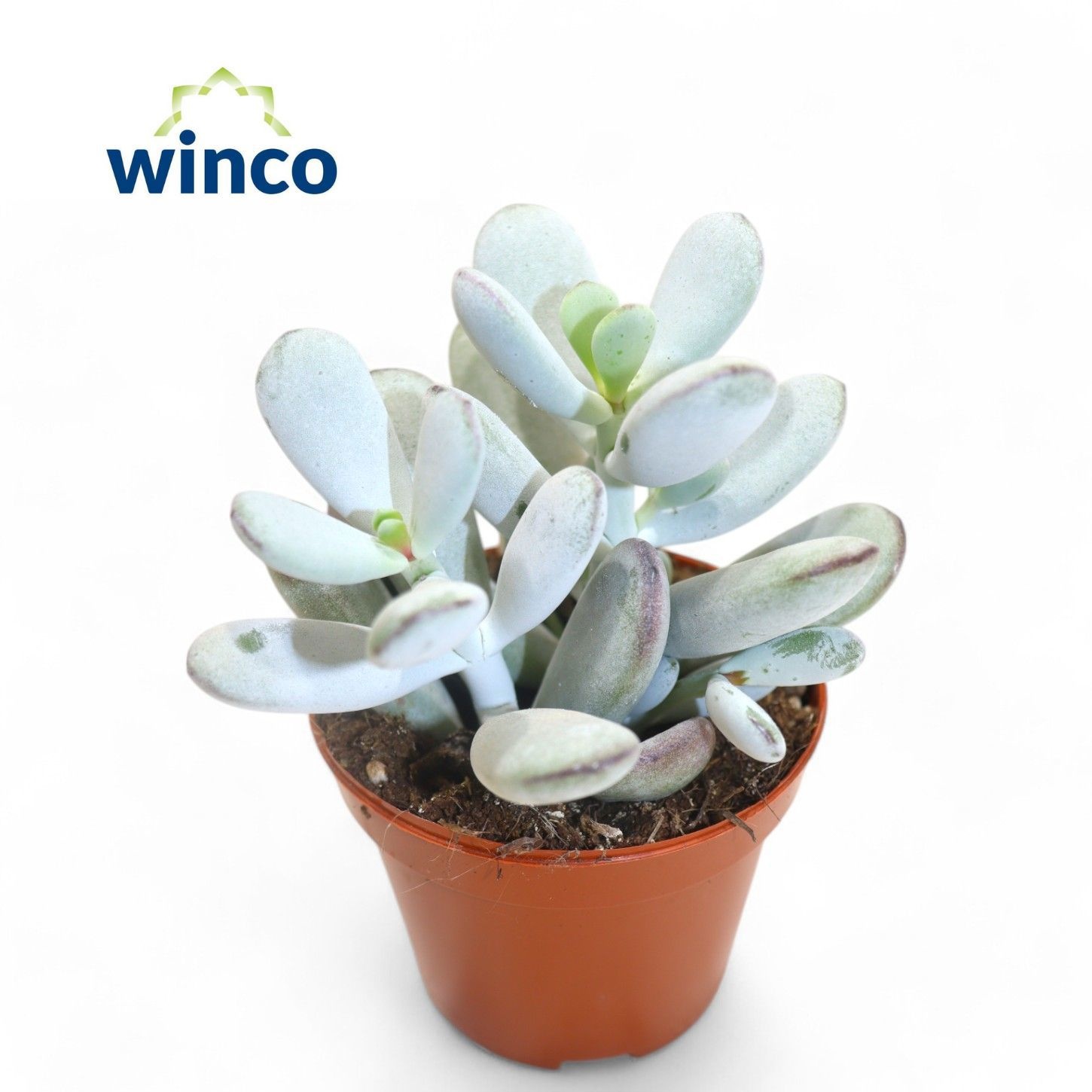 Cotyledon Orbiculata "Higginsiae", D 8,5