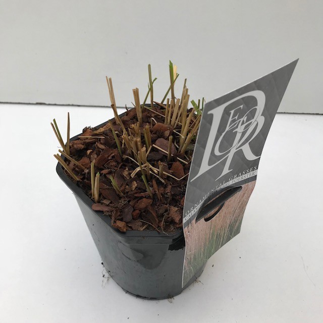 Calamagrostis 'Karl Foester', D 17