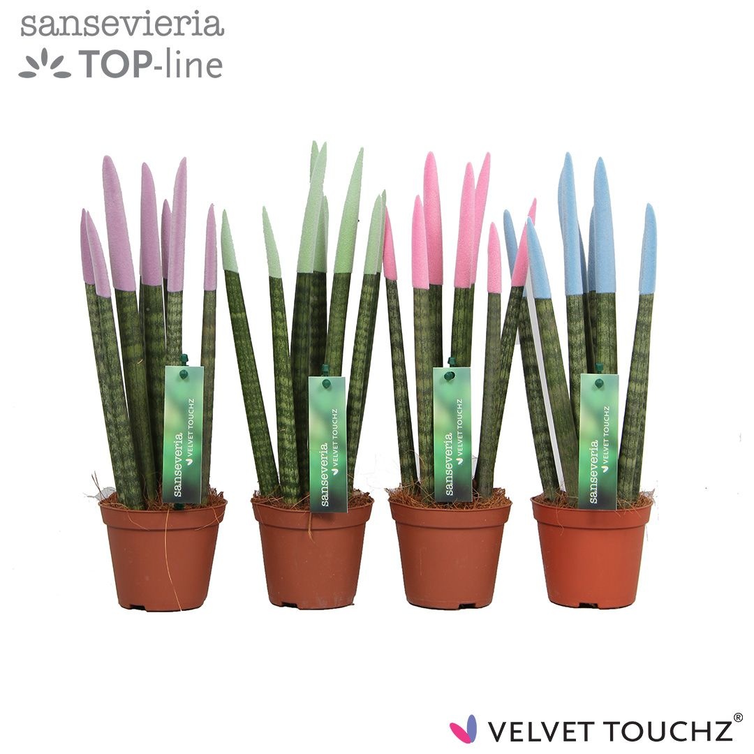 Sansevieria VELVET TOUCHZ® Pastel mix, D 8,5