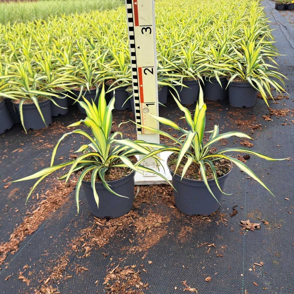 Yucca filamentosa 'Color Guard', D 17 cm Yucca filamentosa 'Color Guard', D 17 cm