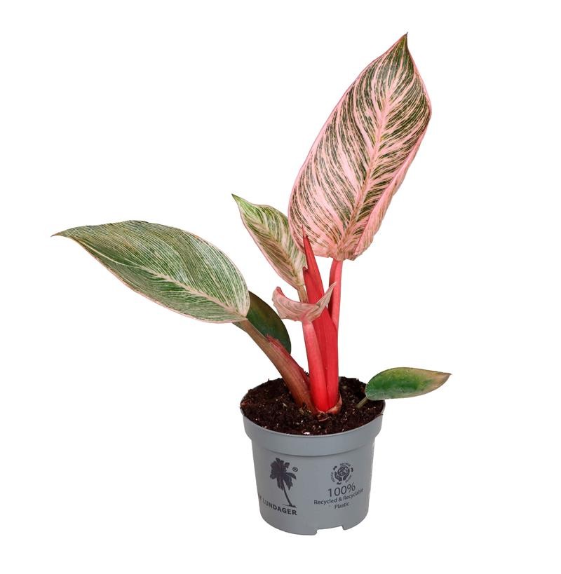 PHILODENDRON-HYBRID 'PINK BIKINI', D 9