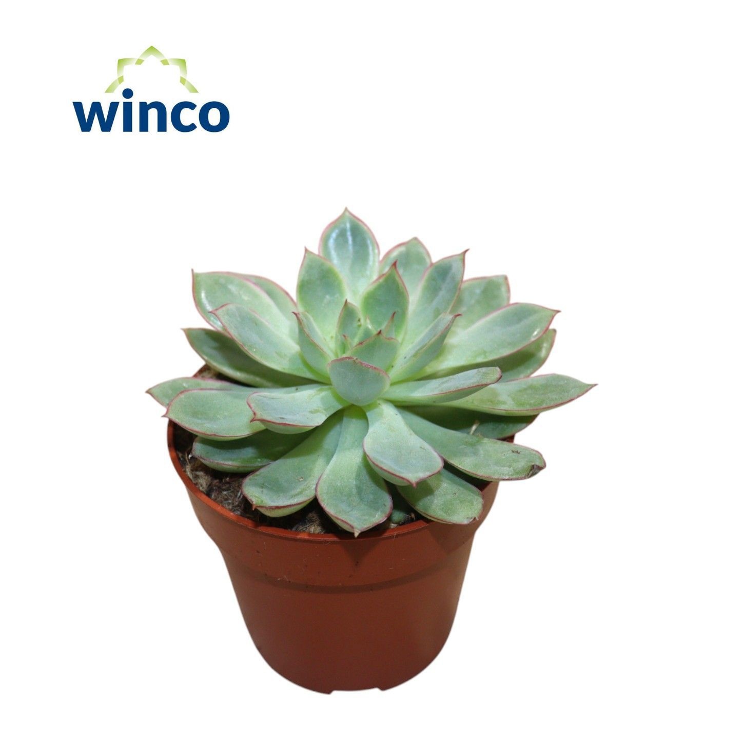 Echeveria California Queen, D 8,5 cm