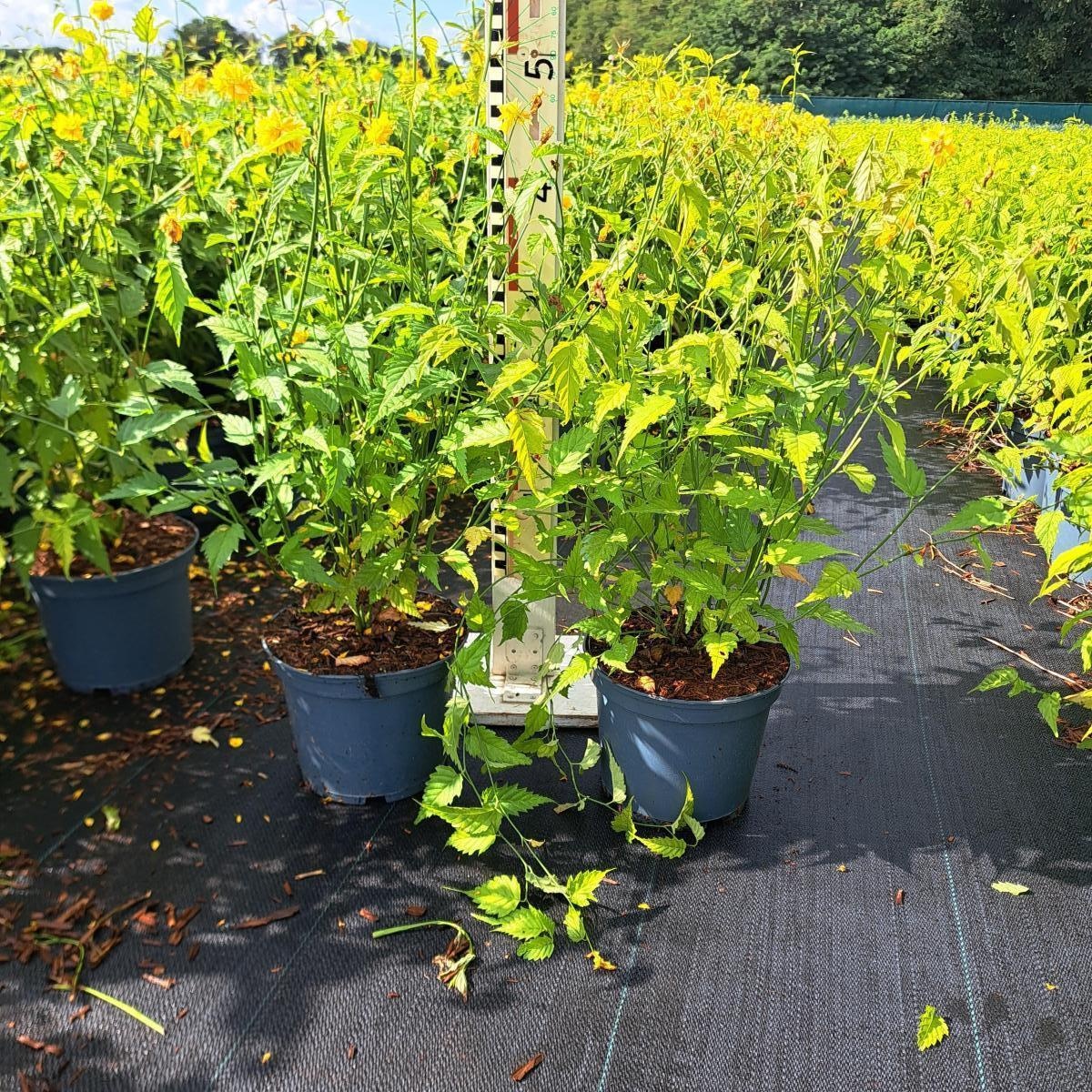 Kerria jap. 'Pleniflora', D 19 cm