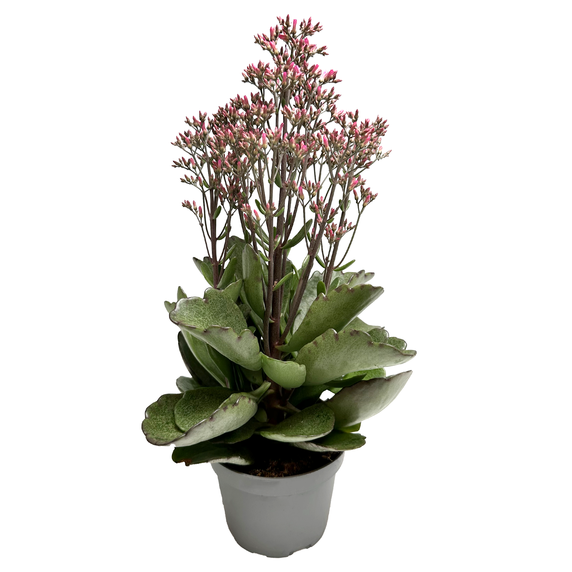 KALANCHOE ARTS-HYBRID CANYON, D 11 cm