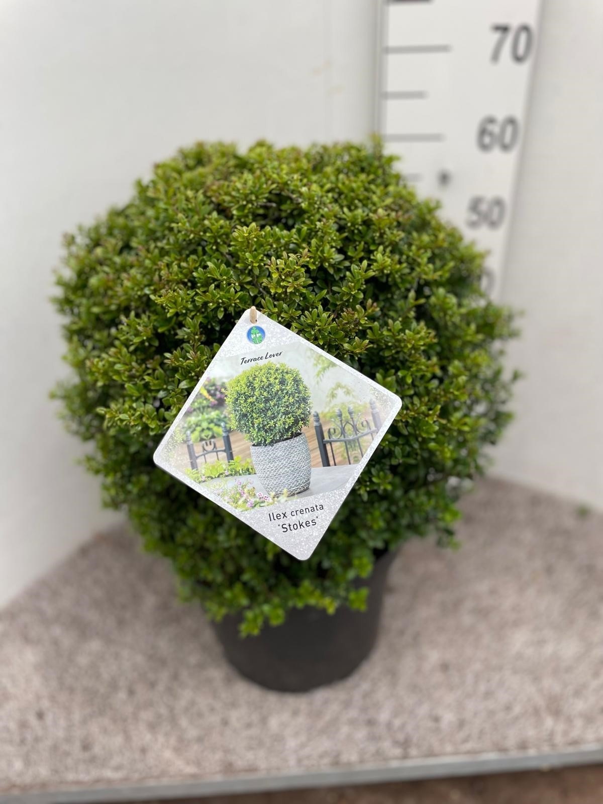 Ilex crenata Stokes 45 cm bol P32, D 32