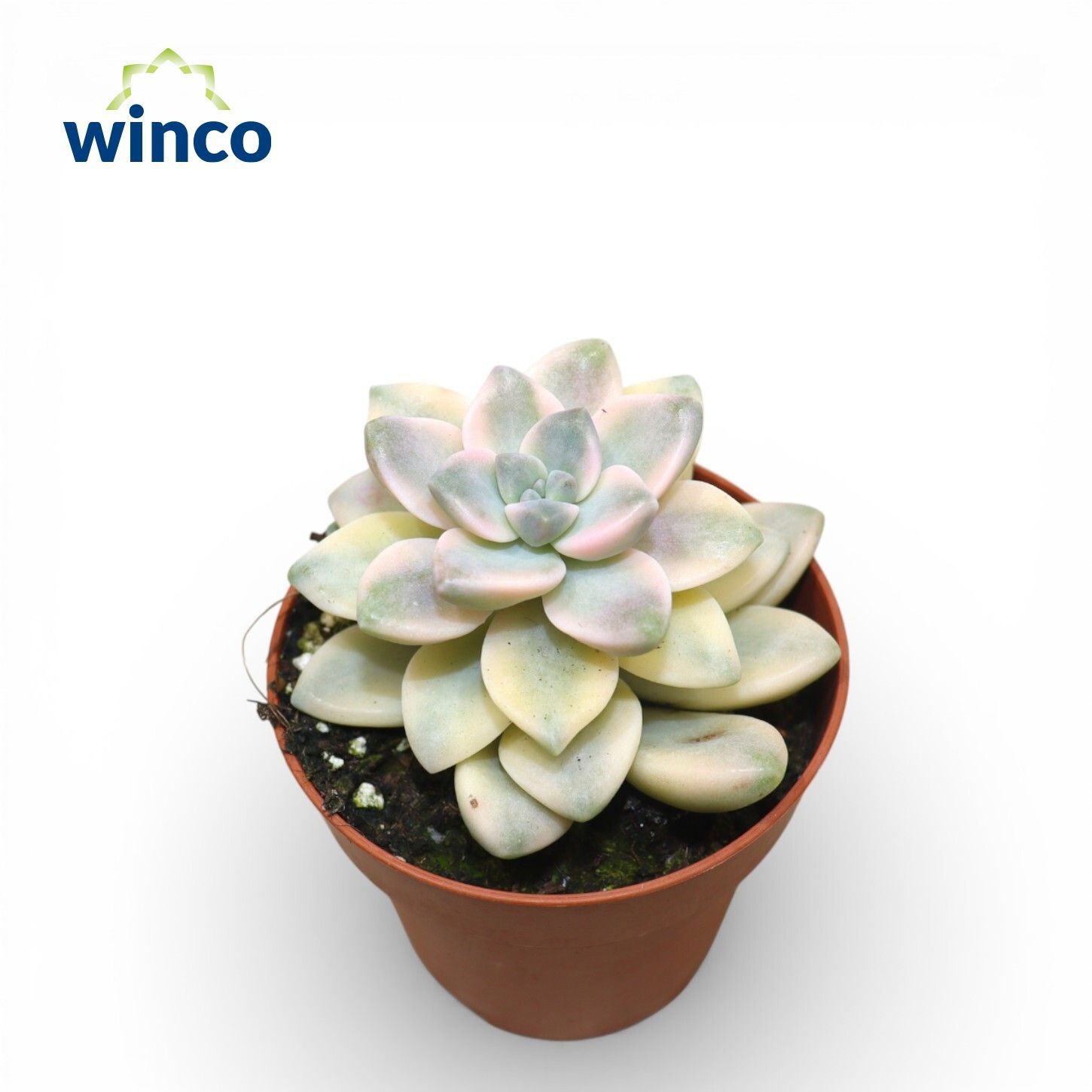 Graptoveria Titubans Variagata, D 8,5