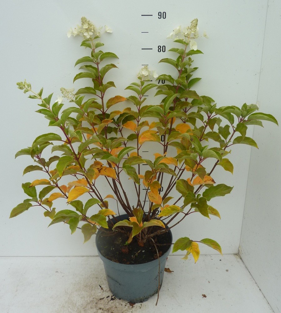 Hydrangea paniculata White Lady, D 27