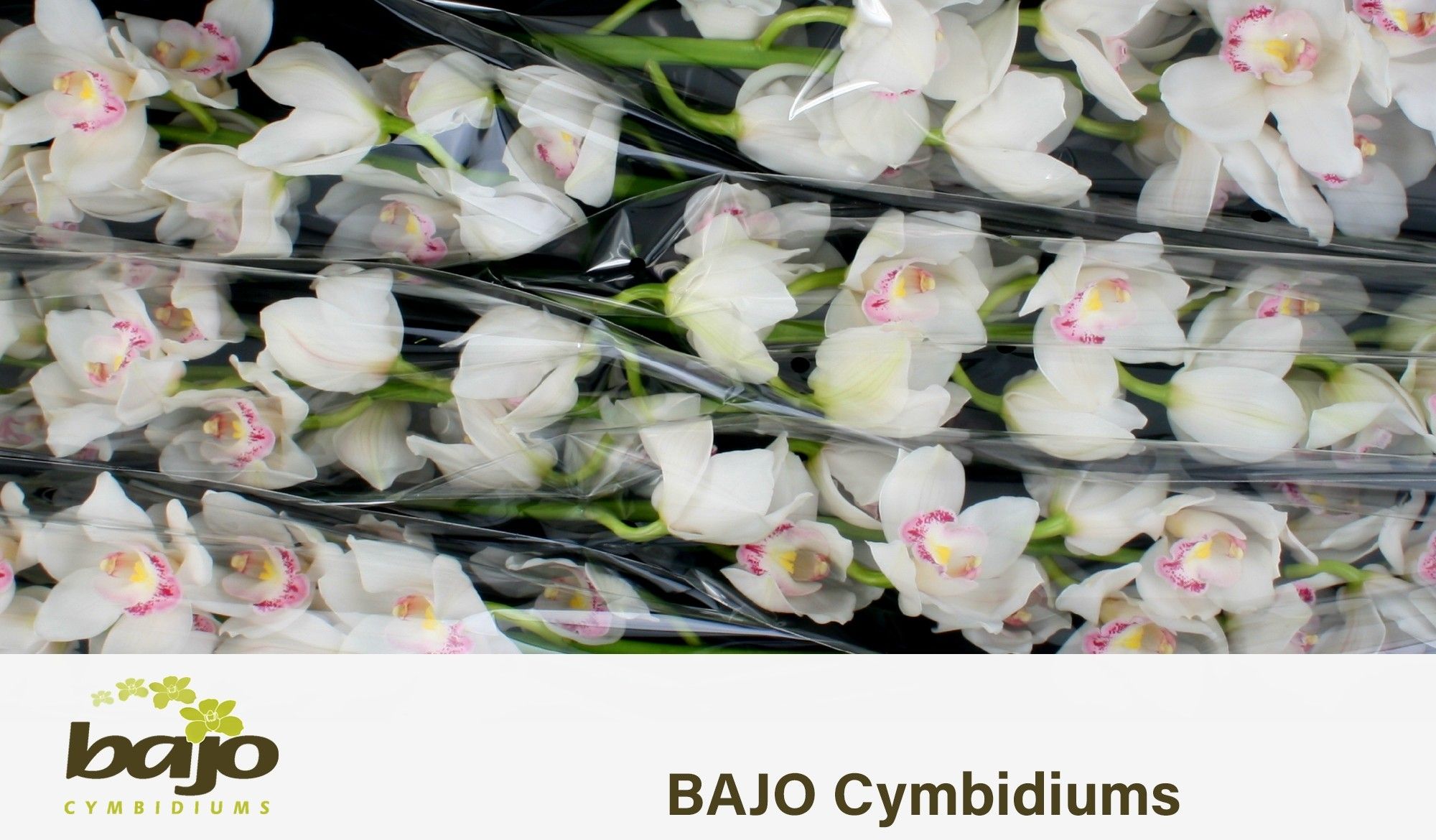 Цимбидиум Килиманджаро x6 70, шт.