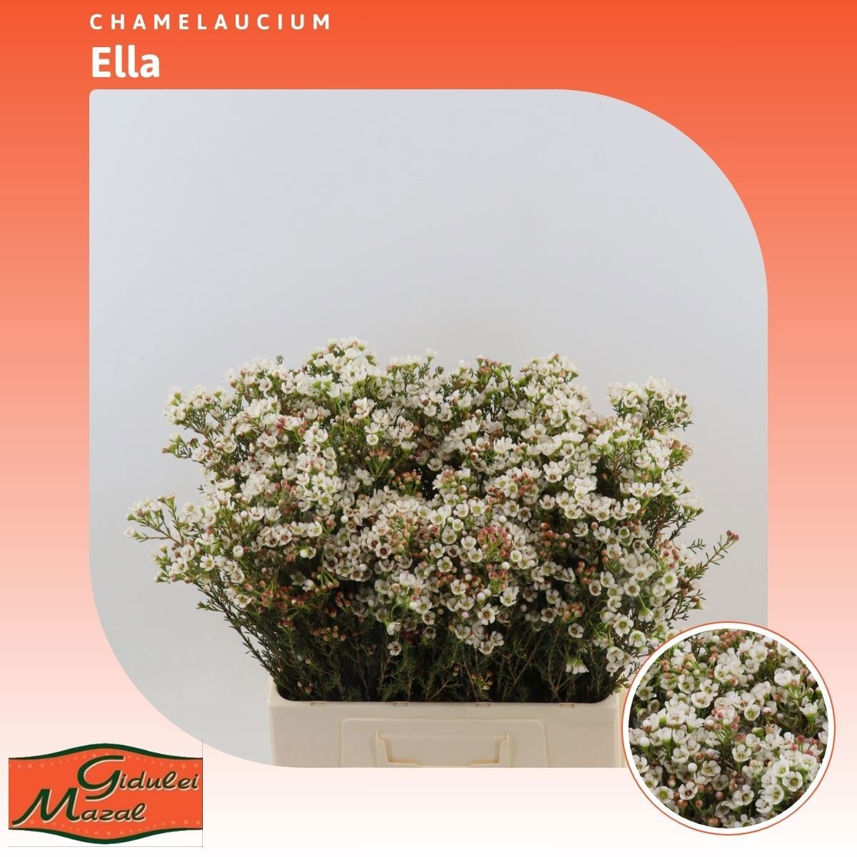 Шамелациум Элла 60, шт.