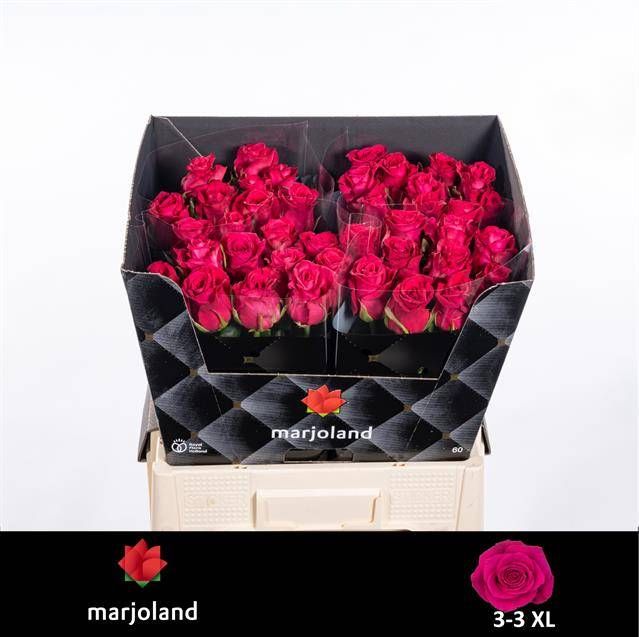 Роза од. Ксох! 60, шт.