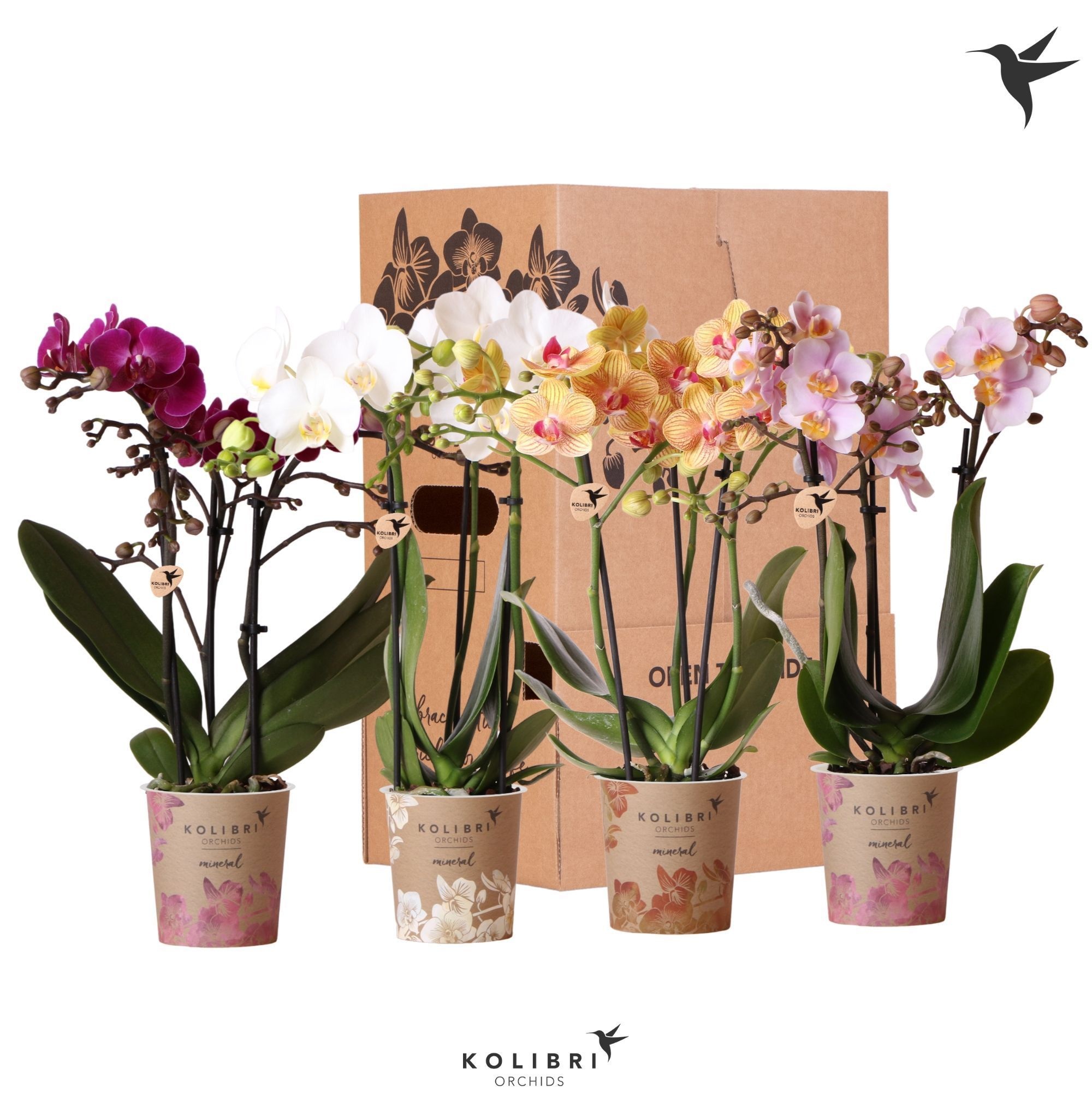 Kolibri Orchids Phalaenopsis Mix 3 spike no sleeve, D 9