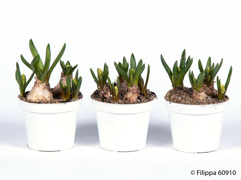 MUSCARI ARMENIACUM 'WHITE MAGIC', D 6