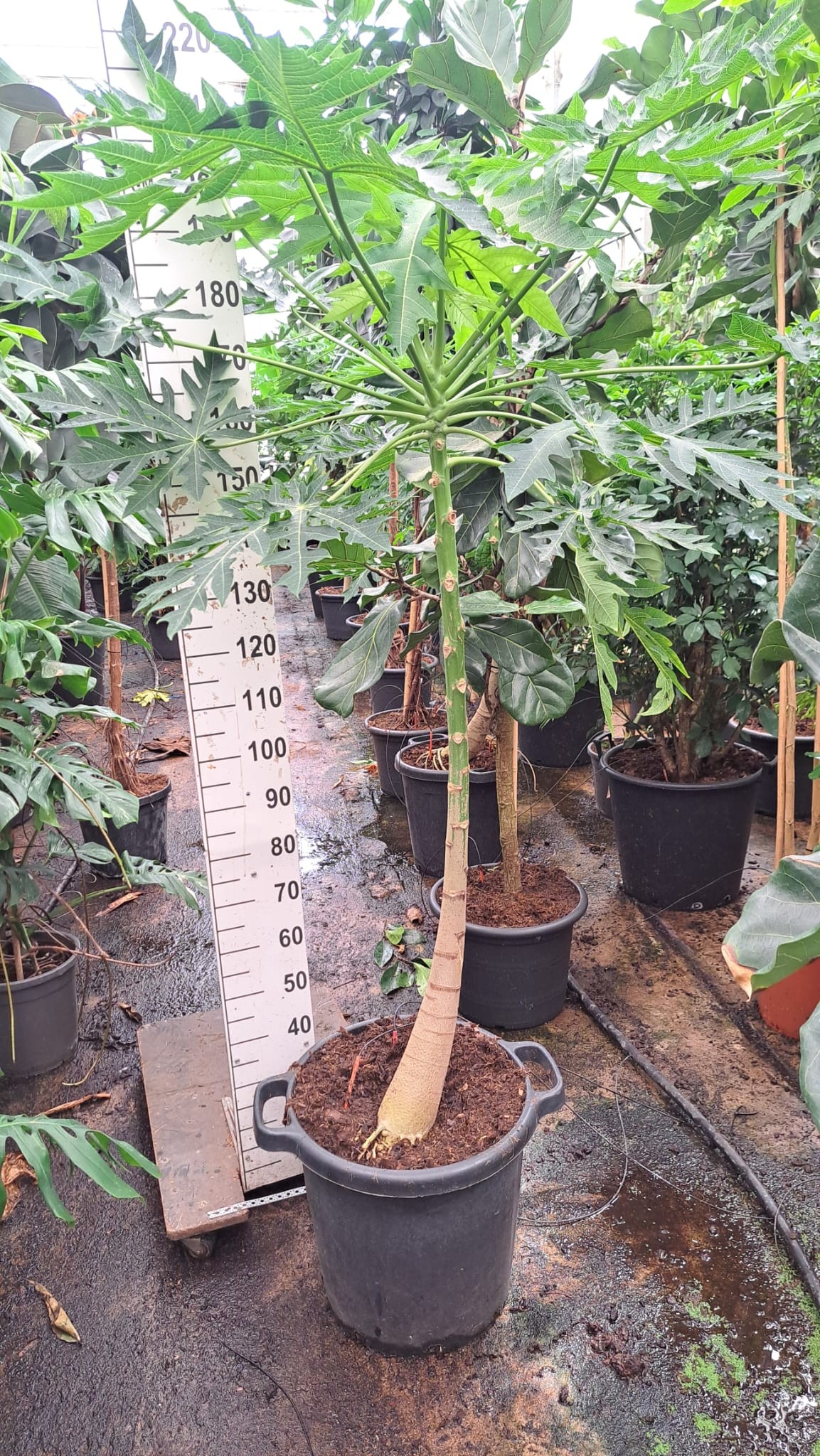 Carica Papaya 210, D 45