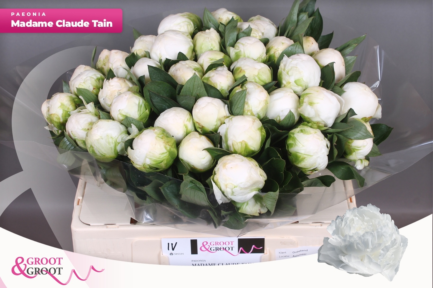 Пион Мадам Клод Тейн 55, шт.